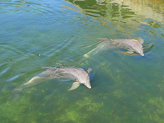 关于人名的翻译 bottlenosedolphins 240x180 - 关于人名的翻译